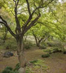 Fototapeta premium Twisted trunk of a maple with bright green foliage of the Rikugien park garden in Bunkyo district, north of Tokyo.