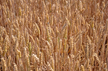 Fototapeta premium Beautiful landscape of barley wheat field in spring season.