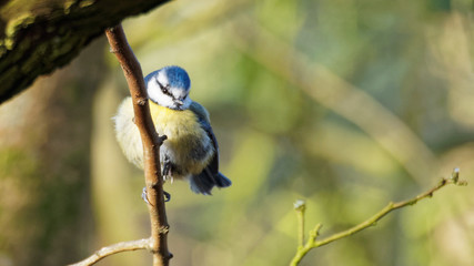 Blue Tit Perched
