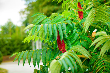 Essigbaum Baum