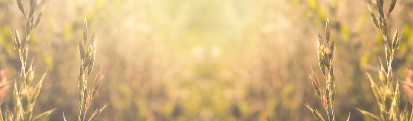 Obraz premium Vegetative background with wildflowers, panorama of a sunny meadow, macro, bokeh background, blur