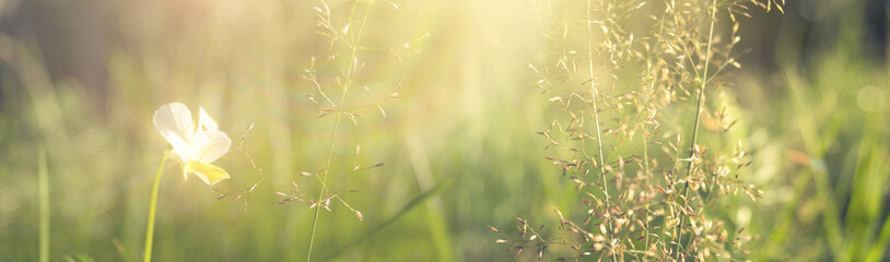 Vegetative background with wildflowers, panorama of a sunny meadow, macro, bokeh background, blur