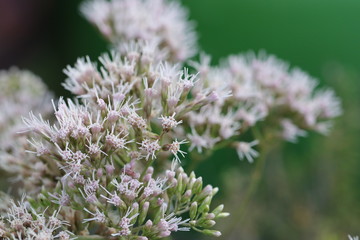 Detailaufnahme der Naturheilpflanze Wasserdost