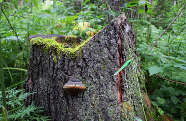 Fototapeta premium stump