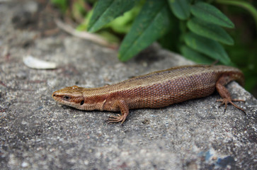 lizard