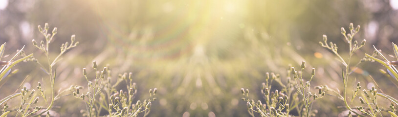 Vegetative background with wildflowers, panorama of a sunny meadow, macro, bokeh background, blur