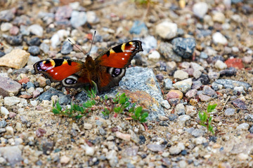 Fototapeta na wymiar Butterfly on stony ground