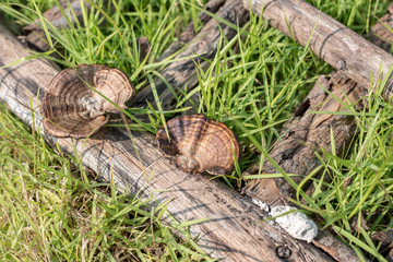 Wild mushroom growing on dry wood in nature