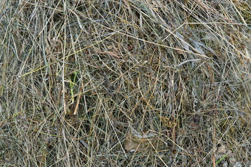 Mown grass, hay, straw close up. Texture. Background