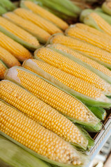 Sweet corn in the market