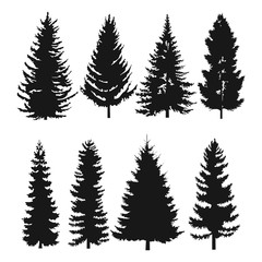 Obraz premium pine tree flat icon