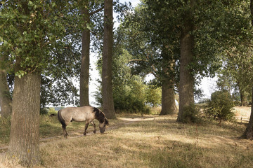 Scenic view on the banks of the Bisonbaai in the Ooijpolder near Nijmegen. province Gelderland in the Netherlands. Beautiful Konik horse wandering and grazing on its own under the trees.