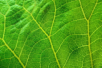 Green leaf macro. Texture. Background