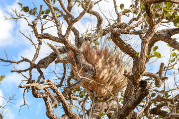 Beautiful Tree in Thung Salaeng Luang National Park, Savanna in National Park of Thailand