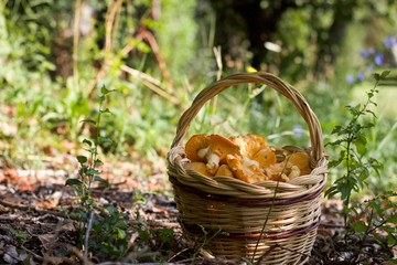 full basket of chanterelle mushrooms in the forest - obrazy, fototapety, plakaty