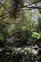 Lichtdurchfluteter Dschungel