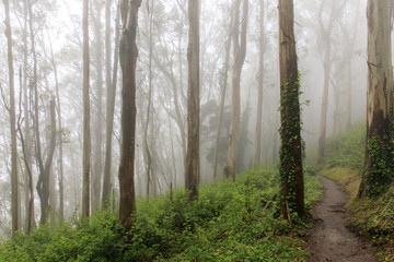 Eucalyptus Forest Cloud. Summer fog blowing in Mount Sutro Open Space Preserve, San Francisco,...