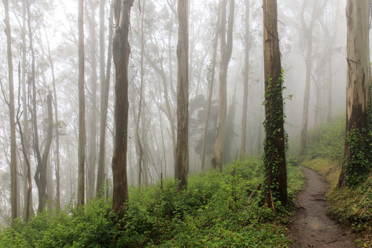 Fototapeta Eucalyptus Forest Cloud. Summer fog blowing in Mount Sutro Open Space Preserve, San Francisco, California, USA.