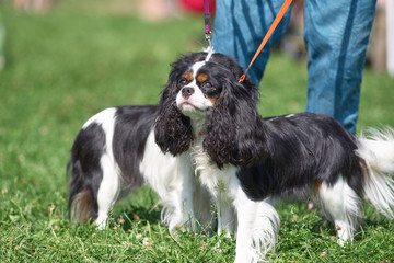 Cavalier King Charles Spaniel is a breed of companion dogs, a sm
