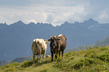 Fototapeta na wymiar Milchkühe auf der Alpweide