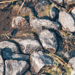 stone