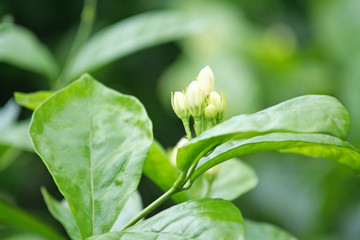 White jasmine flowers blooming in natural garden background