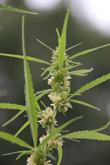 Blühender Hanf im Sommer