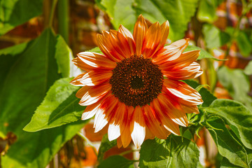 Blossom of sunflowers in summer sunny day