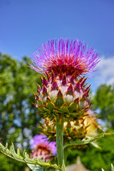 Edible head of artichoke plant in blossom close up
