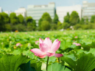 lotus flower in Shinobazuno-Ike Pond,Ueno,Tokyo,Japan