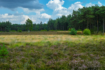 Large green forest in the Netherlands and Belgium, Kempen pine forest and fields full of flowering heather, place for walking and cycling