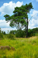 Obraz premium Large green forest in the Netherlands and Belgium, Kempen pine forest and fields full of flowering heather, place for walking and cycling