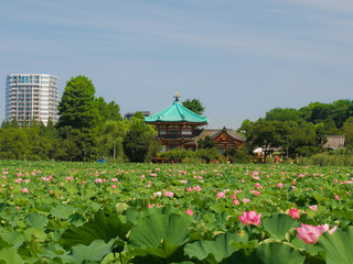 Fototapeta na wymiar lotus flower in Shinobazuno-Ike Pond,Ueno,Tokyo,Japan