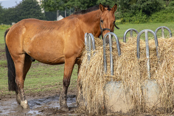 Cheval de selle français devant râtelier à foin