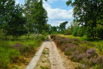 Fototapeta na wymiar Large green forest in the Netherlands and Belgium, Kempen pine forest and fields full of flowering heather, place for walking and cycling