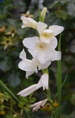 Blühende weiße Gladiole im Sommergarten