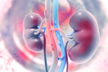 Human kidney on scientific background