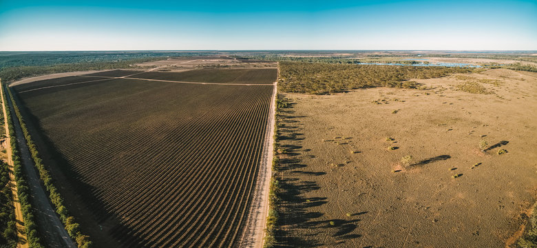 Aerial Panorama Of Vineyard In Kingston On Murray In Winter. Riverland, South Australia