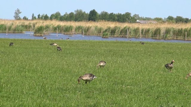 Anser fabalis, Bean Goose, Lower rhine family in a Austrian nature conservation area near the village Rust