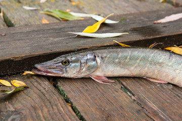 Freshwater pike on wooden background with yellow leaves.