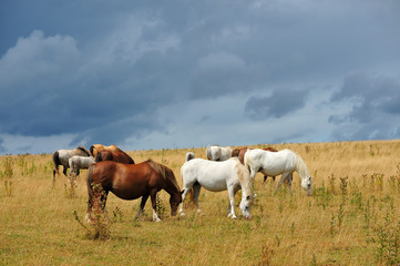 Obraz na płótnie Canvas Horses grazing in a field