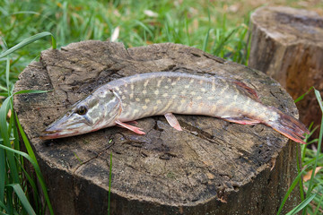 Freshwater pike fish lies on a wooden hemp..