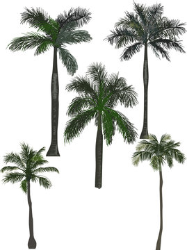 five green high palm trees isolated on white