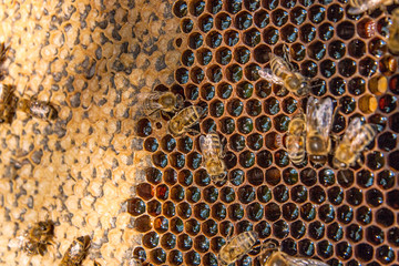 View of the working bees on the honeycomb with sweet honey.