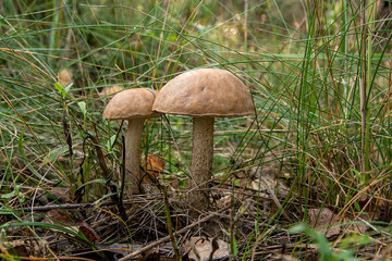 Close up view of two brown cap boletus growing in forest.