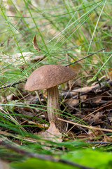 Forest mushroom brown cap boletus growing in a green moss..
