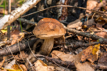 Forest mushroom brown cap boletus growing in a green moss..