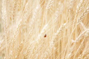 Ladybug on the golden wheat
