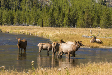 Elk in Yellowstone NP
