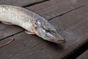 Freshwater pike fish on vintage wooden background.